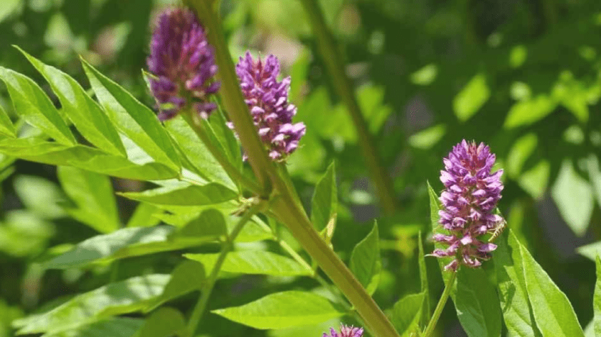 فوائد عشبة الباكوز