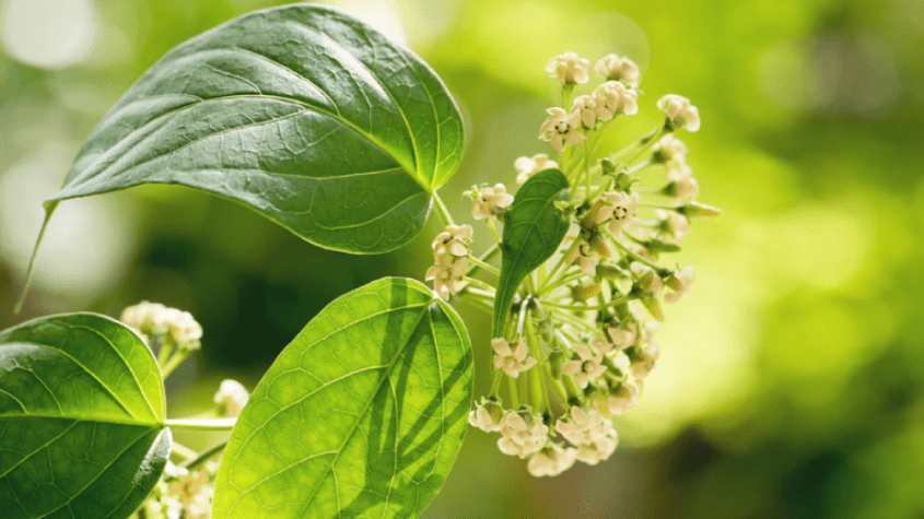 عشبة الجمنيمة