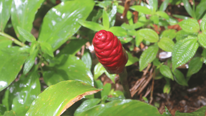 عشبة البردنين