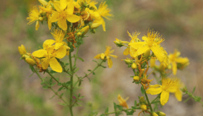 فوائد عشبة القديسين واستخداماتها