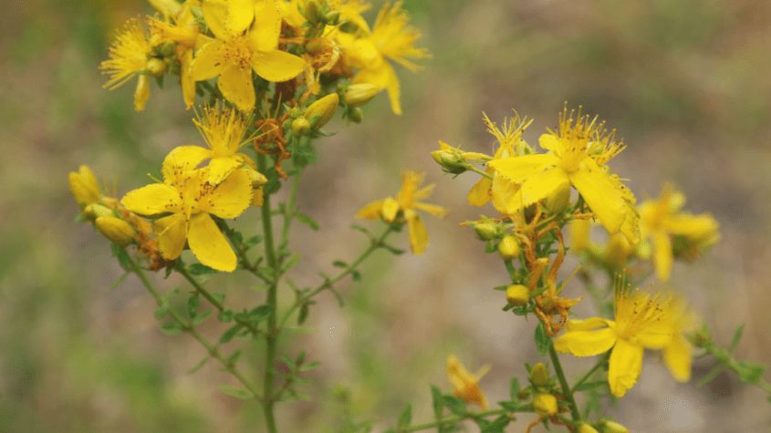 فوائد عشبة القديسين واستخداماتها