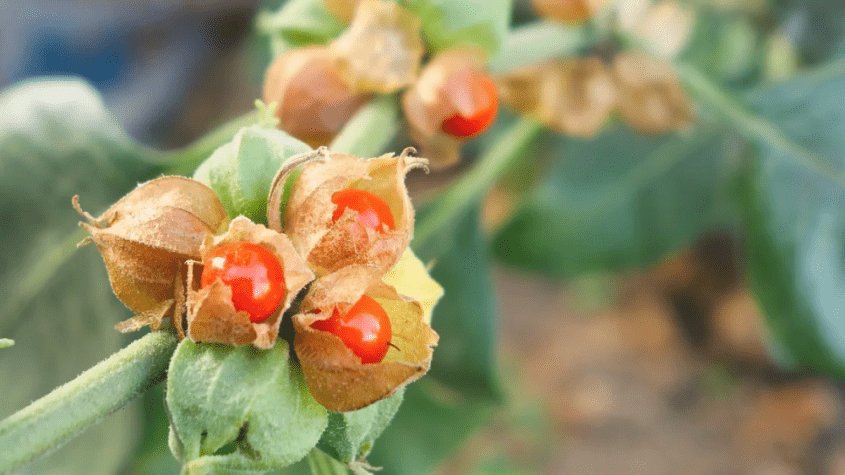 عشبة الأشواجندا