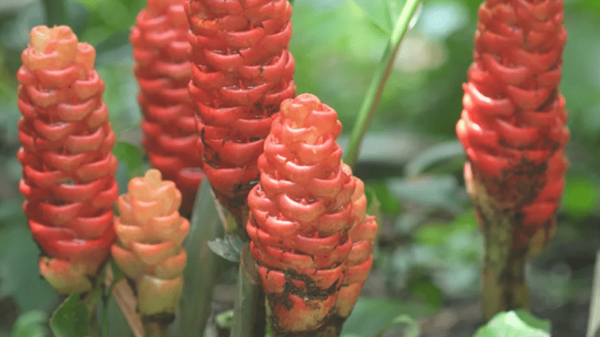طرق تحضير عشبة البردنين