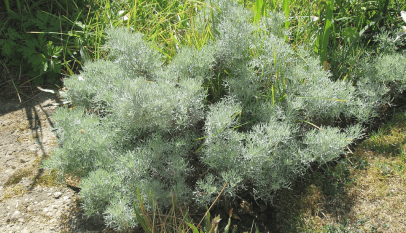 فوائد الشيبة