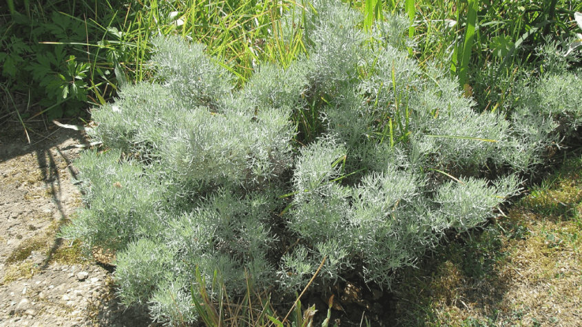 فوائد الشيبة