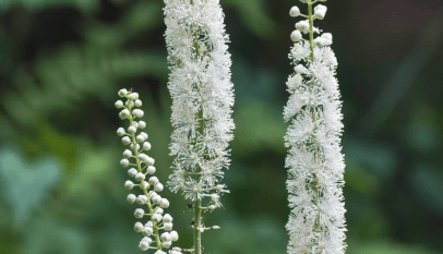 عشبة الكوهوش السوداء