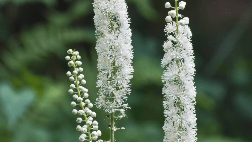 عشبة الكوهوش السوداء