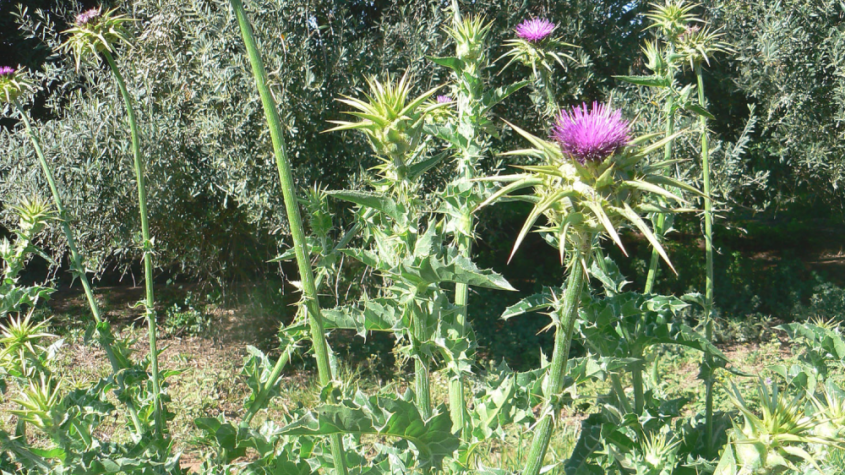 عشبة حليب الشوك