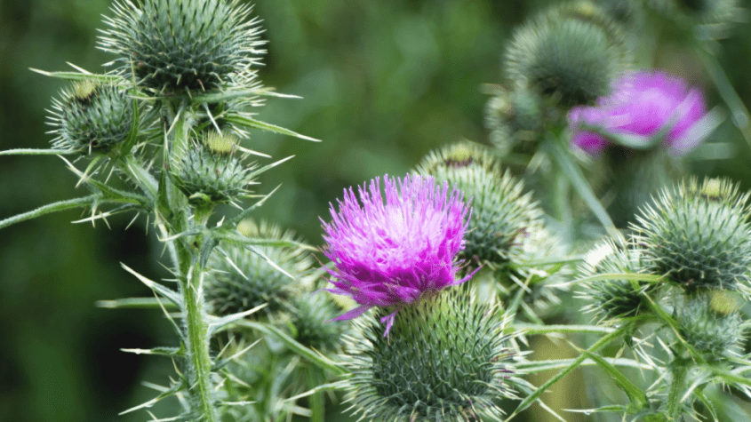 فوائد عشبة شوك الجمل