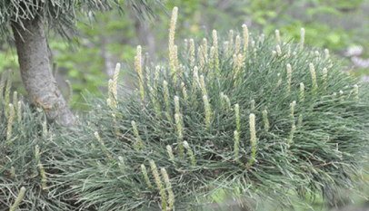 عشبة العلندة