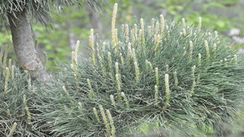 عشبة العلندة