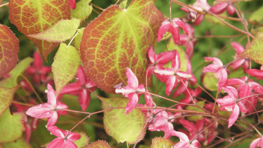 عشبة العنزة