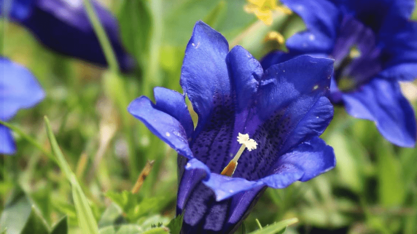 عشبة الكوشاد