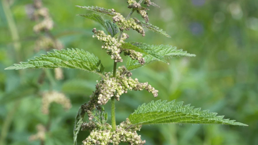 عشبة القراص