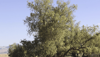عشبة تكاوت