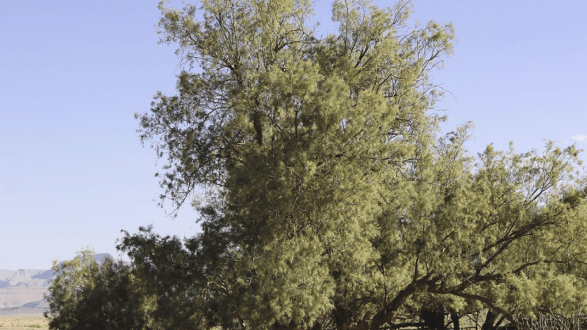عشبة تكاوت