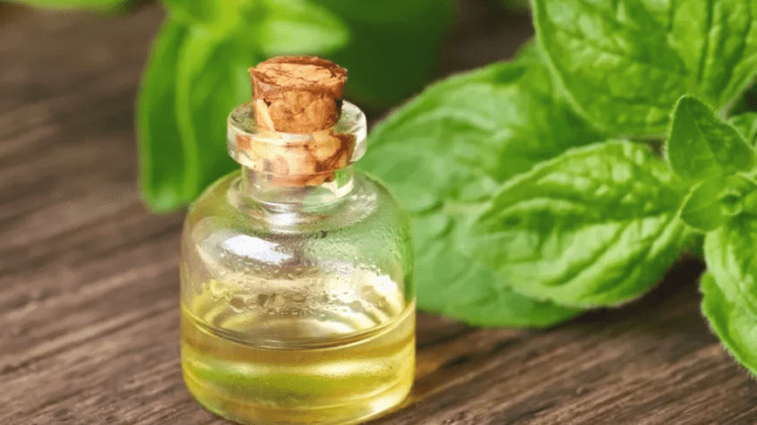 زيت الأوريجانو