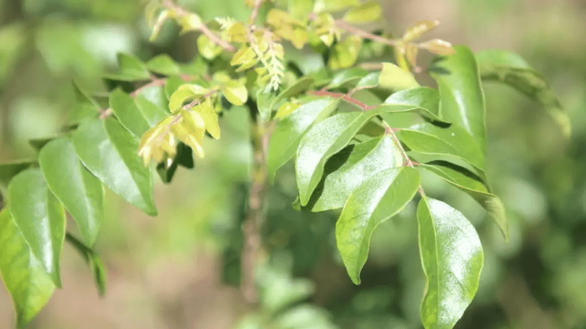 فوائد عشبة الكاري