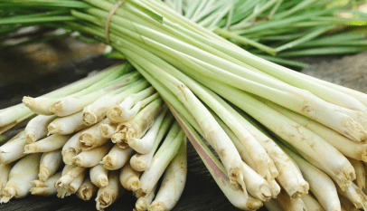 عشبة الليمون