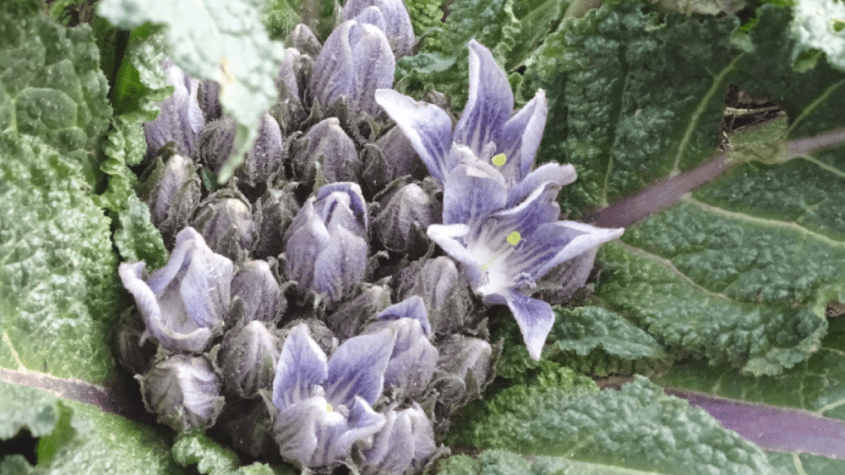 نبتة الماندراكورا