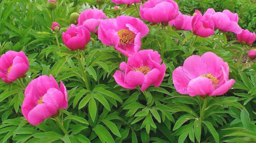 طرق تحضير عشبة الفاوانيا