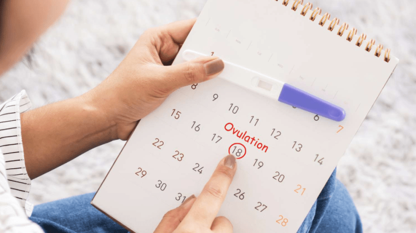 فترة الاباضة عند المراة