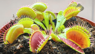 نباتات مفترسة