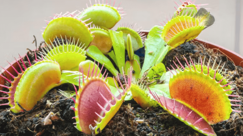 نباتات مفترسة