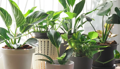 نباتات منزلية