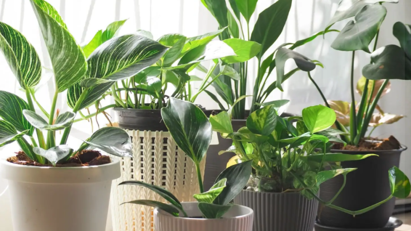 نباتات منزلية