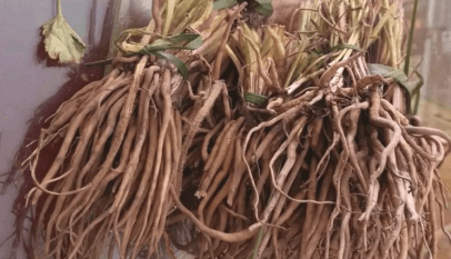 عشبة الموتر