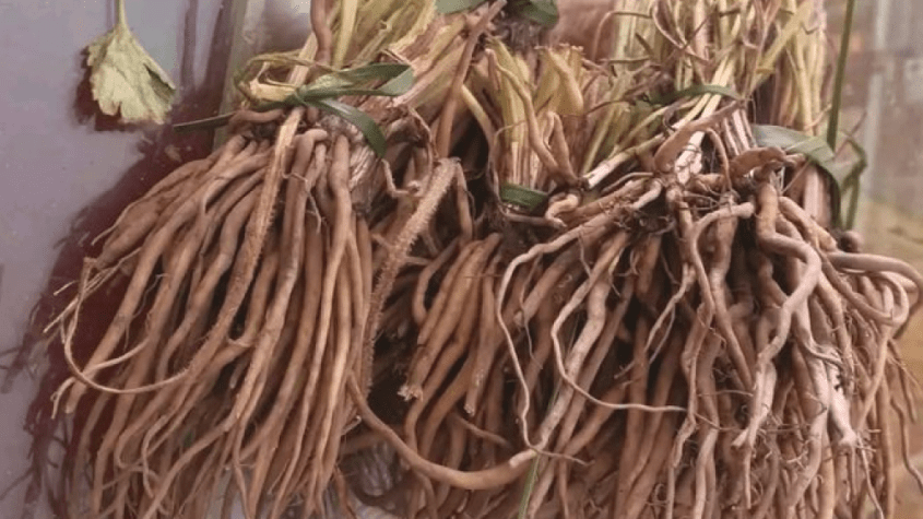 عشبة الموتر