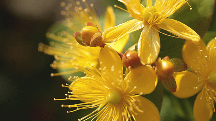 عشبة القديسين