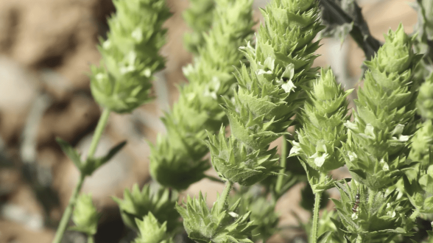 عشبة الموتر