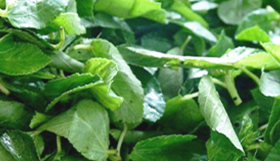 فوائد الملوخية