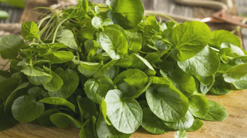 فوائد الجرجير