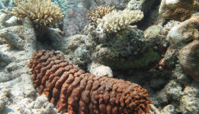 فوائد خيار البحر للرجال