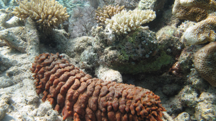 فوائد خيار البحر للرجال