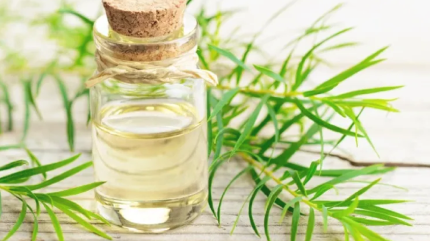 فوائد زيت شجرة الشاي للوجه