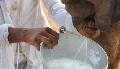 فوائد حليب الناقة