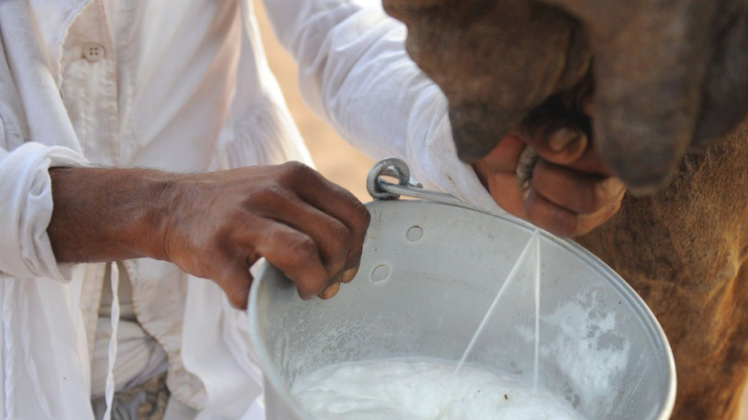 فوائد حليب الناقة