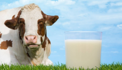 فوائد حليب البقر