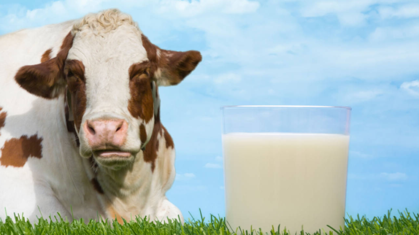 فوائد حليب البقر