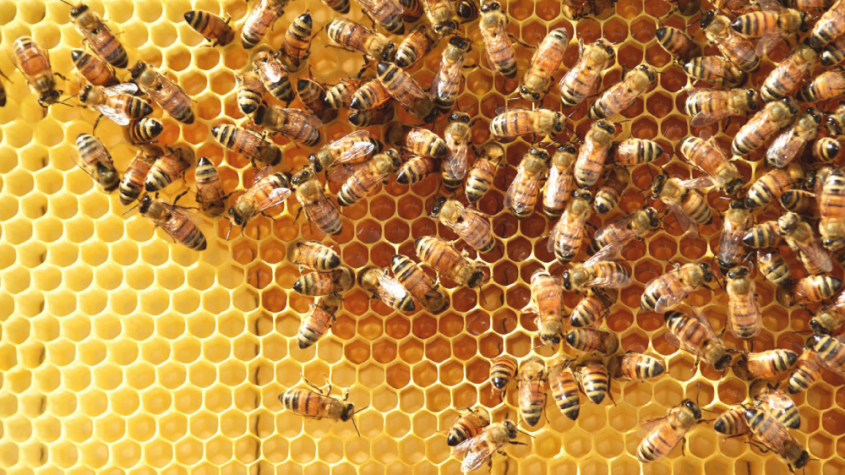 فوائد العسل الملكي