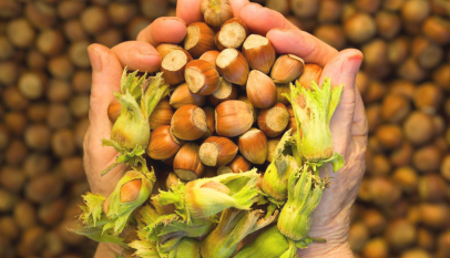 فوائد البندق للنساء