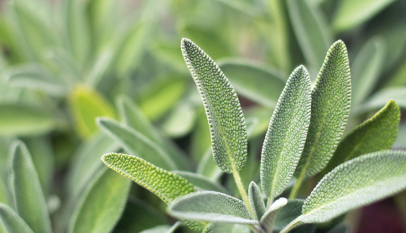 فوائد عشبة المرمية