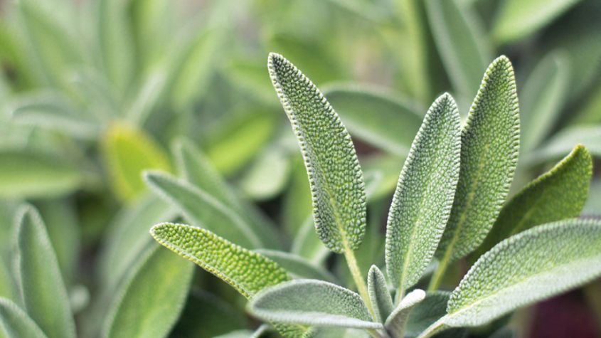 فوائد عشبة المرمية