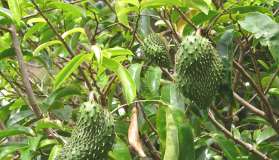 عشبة تفاحة آدم