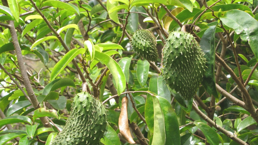عشبة تفاحة آدم