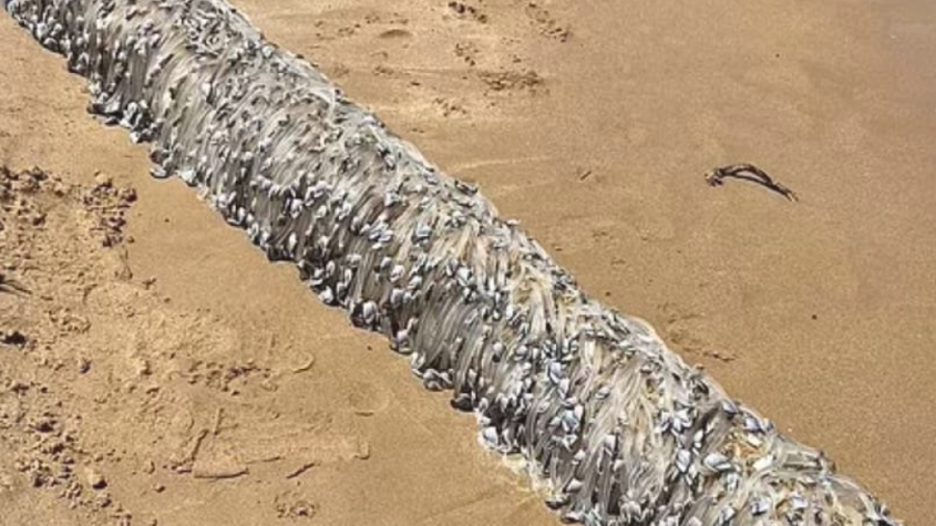 كائن فضائي أستراليا